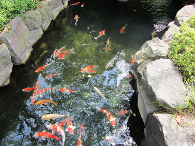 ماهی ها و رودخانه ای که از میان دو معبد می گذرد